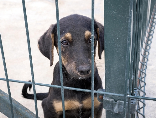 Charitativní koncert v Centru Jana XXIII. podpoří opuštěná zvířata ze srbeckého útulku