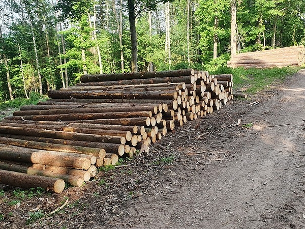 Kraj podpoří další vlastníky lesů pro těžbu kůrovcového dřeva