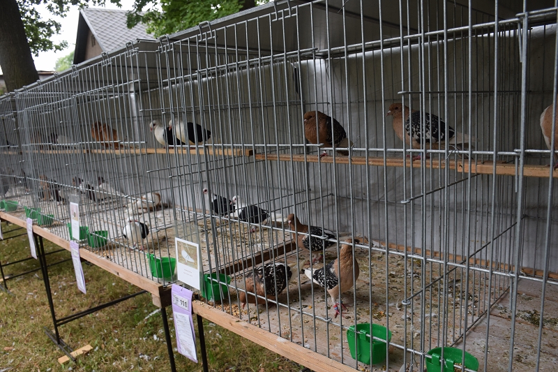 Image 22