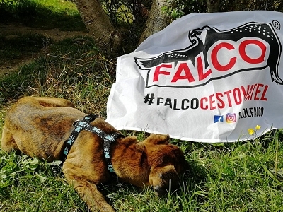 Na cestách s FALCEM
