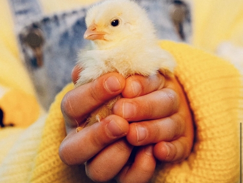 Velikonoční focení s kuřátky – 28. a 29. března