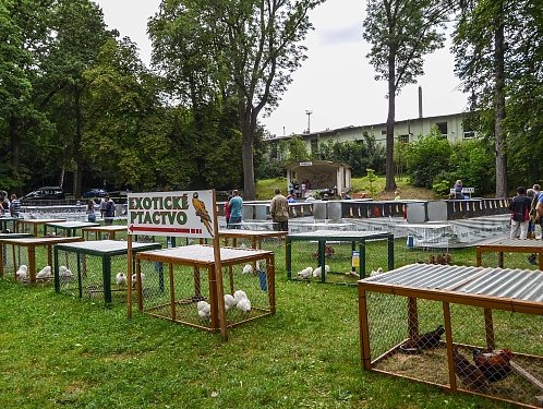 Okresní výstava drobného zvířectva přiveze do Hlinska králíky, drůbež i holuby
