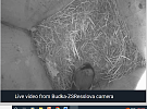 Ptačí budka na školní zahradě ZŠ Resslova
