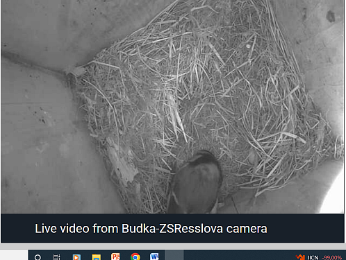 Ptačí budka na školní zahradě ZŠ Resslova