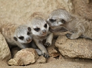 Zájezd do ZOO Jihlava s Centrem Jana XXIII.