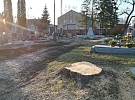 Pokácení lipové aleje na hlineckém hřbitově