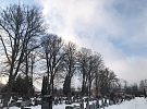 Kácení lipové aleje na hlineckém hřbitově