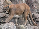 Americká puma spatřena na Hlinecku