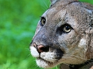 Puma americká na Žďársku