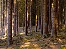 Město Hlinsko vyzývá vlastníky smrkových lesů
