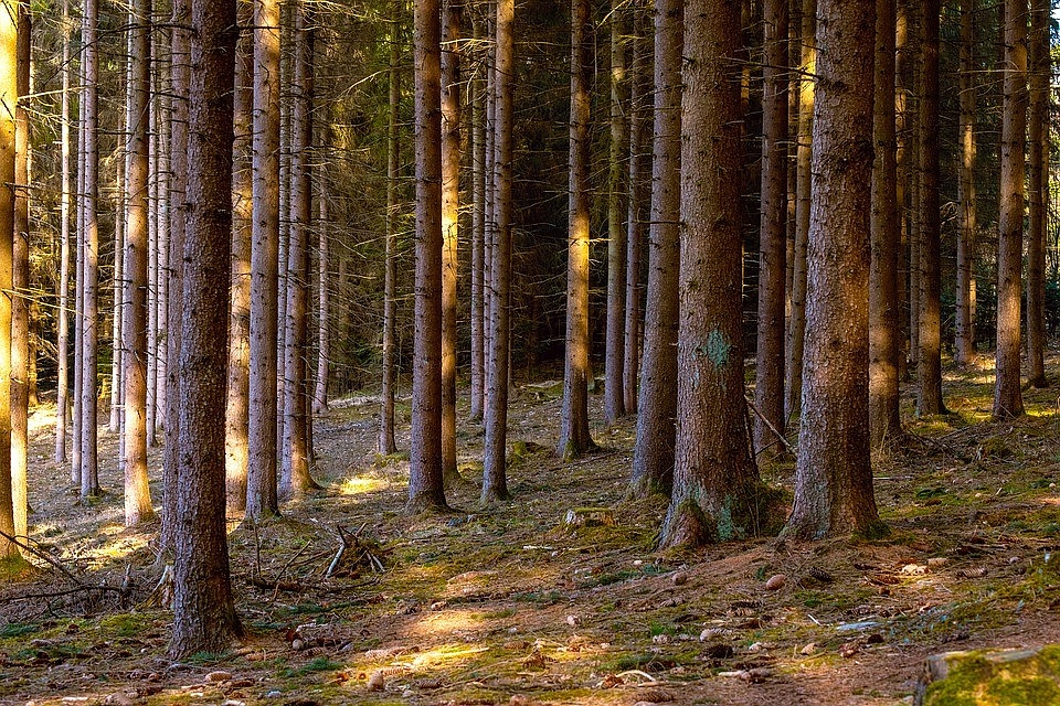 Fotografie 1