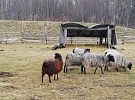 Země Keltů v Nasavrkách je přes Velikonoce otevřená návštěvníkům