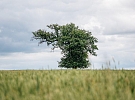 Mrákotínská hruška je v anketě Evropský strom roku