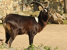 Mateřské Centrum Hlinečánek zve na společný výlet do ZOO Jihlava