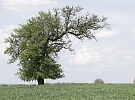 Hrušeň z Mrákotína bude bojovat o ocenění Strom roku