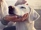 Dobrovolnické centrum Hlinsko hledá pejska pro návštěvy seniorky