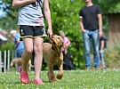 V Městském parku DTJ se uskuteční Svod loveckých psů
