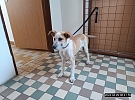 V ulici Rokycanova byl nalezen opuštěný pes, hledá se jeho majitel