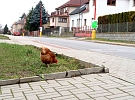 V celé ČR začal platit zákaz "vycházení" pro slepice a drůbež