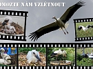 Záchranná stanice Pasíčka založila sbírku Pomozte nám vzlétnout