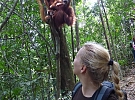 Do džungle za orangutany. Planeta Hlinsko nabídne přednášku o výzkumu a ochraně tropické přírody