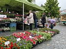 Farmářský trh před Orlovnou láká na sazenice. V kurzu jsou okurky, rajčata, letničky i trvalky