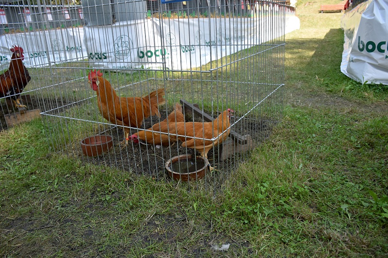 Image 9